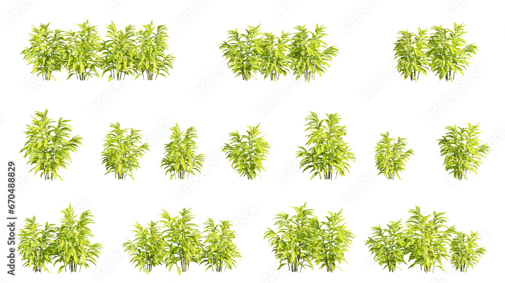 Poster set of shrubs, 3d rendering with transparent background, for illustration, digital composition, arch