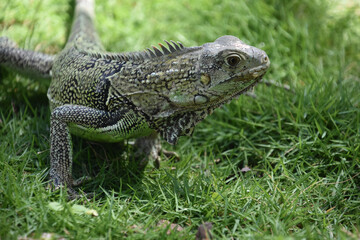 Side Profile of an Iguana in the Wild