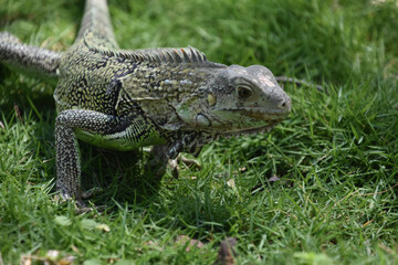 Fototapeta premium Curious Common Iguana with a Pattern on His Scales