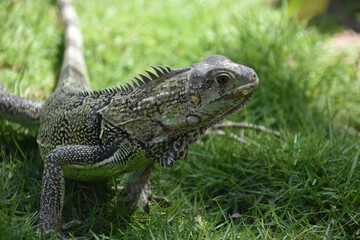 Fantastic Close Up of a Common Iguana