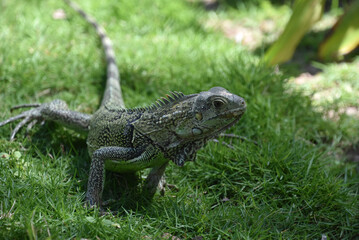 Crawling Inquisitive Iguana in Lush Green Grass