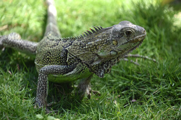 Up Close with an Iguana in the Wild