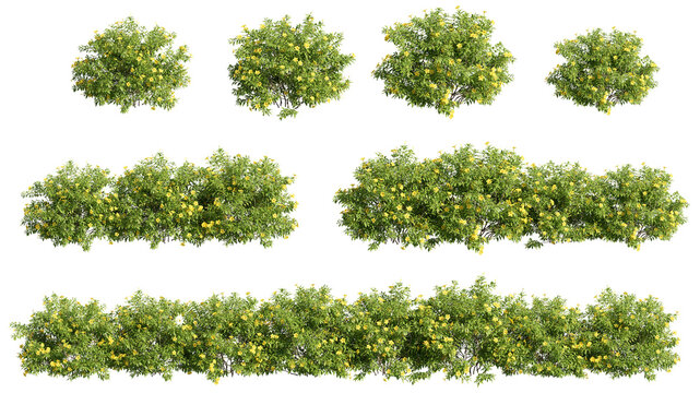 set of shrubs, 3D rendering with transparent background, for illustration, digital composition, architecture visualization