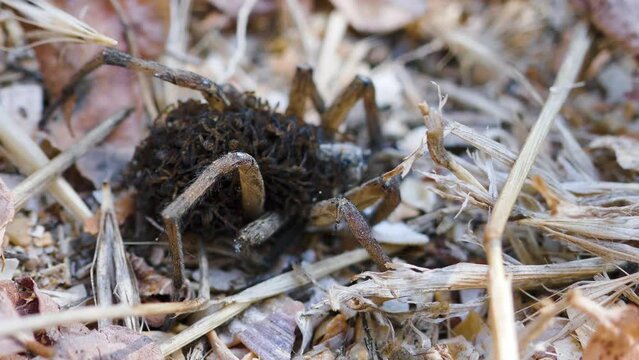 An unusual family. This female wolf spider (Pardosa sp.) carries and protects 50 of her children until they come of age, and then dies from exhaustion - parental care, procreation behaviour