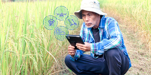 Senior farmer uses tablet to check rice in the field