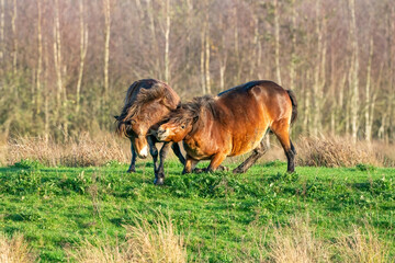 Naklejka na ściany i meble Two fighting wild brown Exmoor ponies, against a forest and reed background. Biting, rearing and hitting. autumn colors in winter. Selective focus, lonely, two animals, fight, stallion, mare