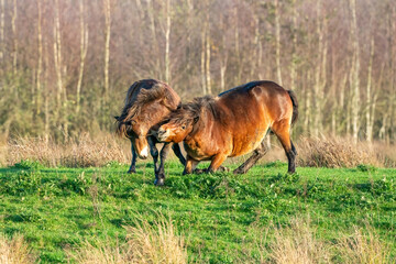 Two fighting wild brown Exmoor ponies, against a forest and reed background. Biting, rearing and hitting. autumn colors in winter. Selective focus, lonely, two animals, fight, stallion, mare