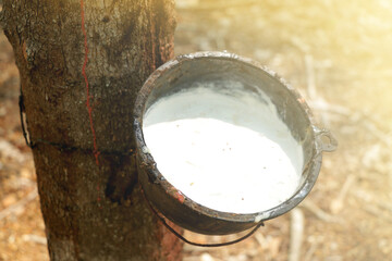 rubber plantation that cuts the rubber face in Thailand