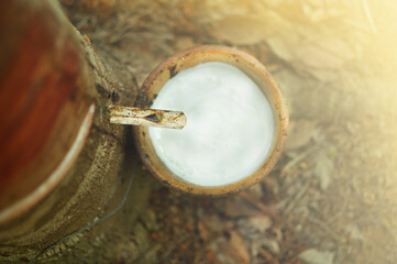 rubber plantation that cuts the rubber face in Thailand