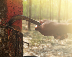 rubber plantation that cuts the rubber face in Thailand