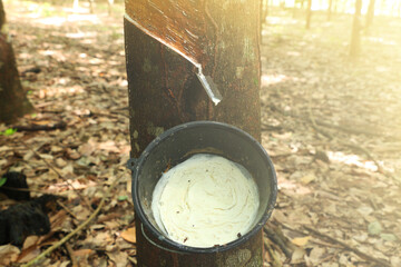 rubber plantation that cuts the rubber face in Thailand