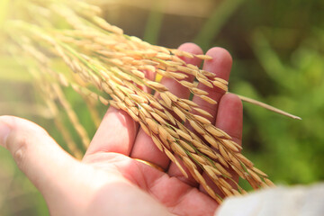 The rice fields of agriculture that are blooming long beautiful green