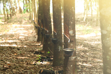 rubber plantation that cuts the rubber face in Thailand