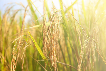 The rice fields of agriculture that are blooming long beautiful green