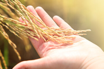 The rice fields of agriculture that are blooming long beautiful green
