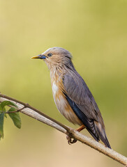 Chestnut tailed starling