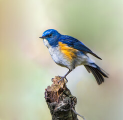 Himalayan Bluetail