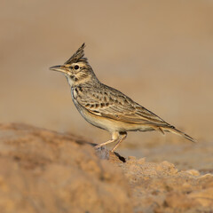 Crested lark