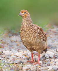 Grey Francolin closeup, Francolin