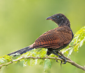 Greater Coucal closeup on a tree