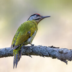 Grey headed woodpecker on a tree, woodpecker