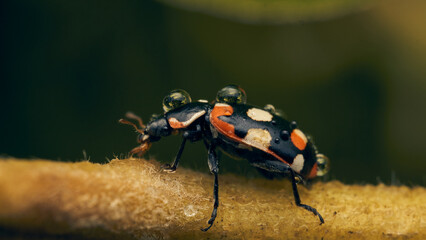 A ladybug with water drops perched on a green leaf.