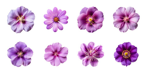Collection of various purple flowers isolated on a transparent background