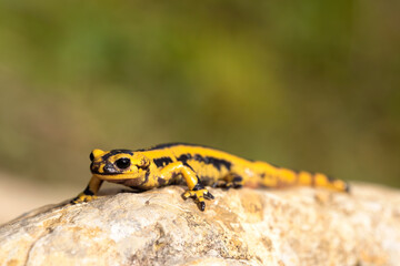 yellow and black salamander perching on a rock in the sun in the forest. macro photograph of amphibian, horizontal.