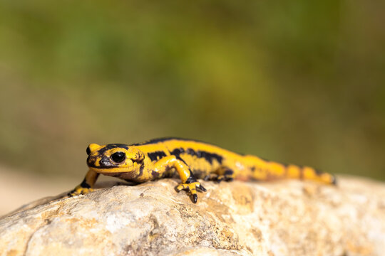 yellow and black salamander perching on a rock in the sun in the forest. macro photograph of amphibian, horizontal.