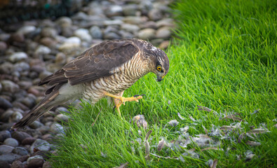 Sparrow Hawk