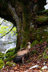 vertical portrait of a baby vulture in the wild, in a beech forest with the ground covered with moss and leaves, majestic.
