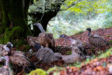 horizontal portrait of a group of vultures disputing their fallen sheep. two of them with open chambers bring order to the group, behaviour in the wild.