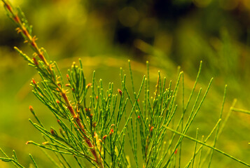 Cemara Udang, Australian pine tree or whistling pine tree (Casuarina equisetifolia) leaves, shallow...