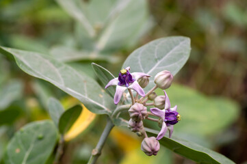 Close view of Purple Crown flower or Giant Indian milkweed (Calotropis gigantea)