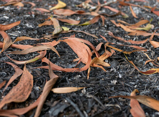 Dry leaves of Acacia plants on the tropical forest floor. Natural Background