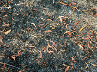 Dry leaves of Acacia plants on the tropical forest floor. Natural Background