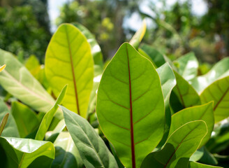 Ketapang Laut, beach almond tree, Terminalia catappa green leaves