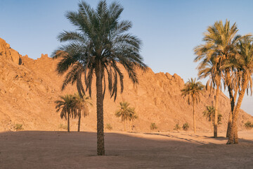 View on date palms, sand, mountains hills in South Sinai desert, Egypt. National park landscape.