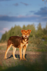 Cute and alert red puppy sitting in lush green grass...