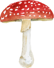 Abstract vector watercolor illustration of autumn mushrooms. Hand drawn nature design elements isolated on white background.