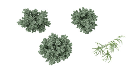 Obraz premium 3d rendering of Silverberry,Eucalyptus trees from the top view on transparent background
