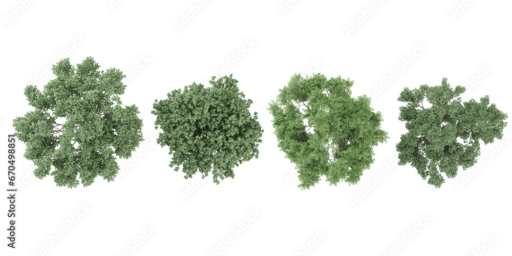 Poster 3d rendering of dogwood,maackia amurensis trees from the top view on transparent background