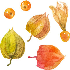 Abstract vector watercolor illustration of autumn physalis berries. Hand drawn nature design elements isolated on white background.