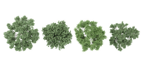 Fototapeta premium 3d rendering of Dogwood,Maackia amurensis trees from the top view on transparent background
