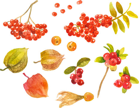 Abstract vector watercolor illustration of autumn berries. Hand drawn nature design elements isolated on white background.