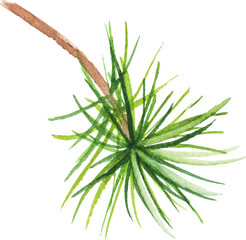 Abstract vector watercolor illustration of pine needles. Hand drawn nature design elements isolated on white background.
