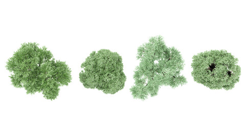 Cottonwood trees from the top view isolated white background