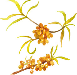 Vector Watercolor painted sea buckthorn. Hand drawn fresh food design elements isolated on white background.