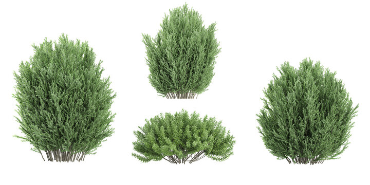 Common juniper,Rosemary Trees isolated on white background, tropical trees isolated used for design, advertising and architecture