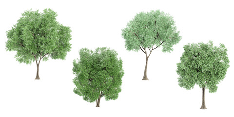 Cottonwood trees with transparent background, 3D rendering, for illustration, digital composition, architecture visualization